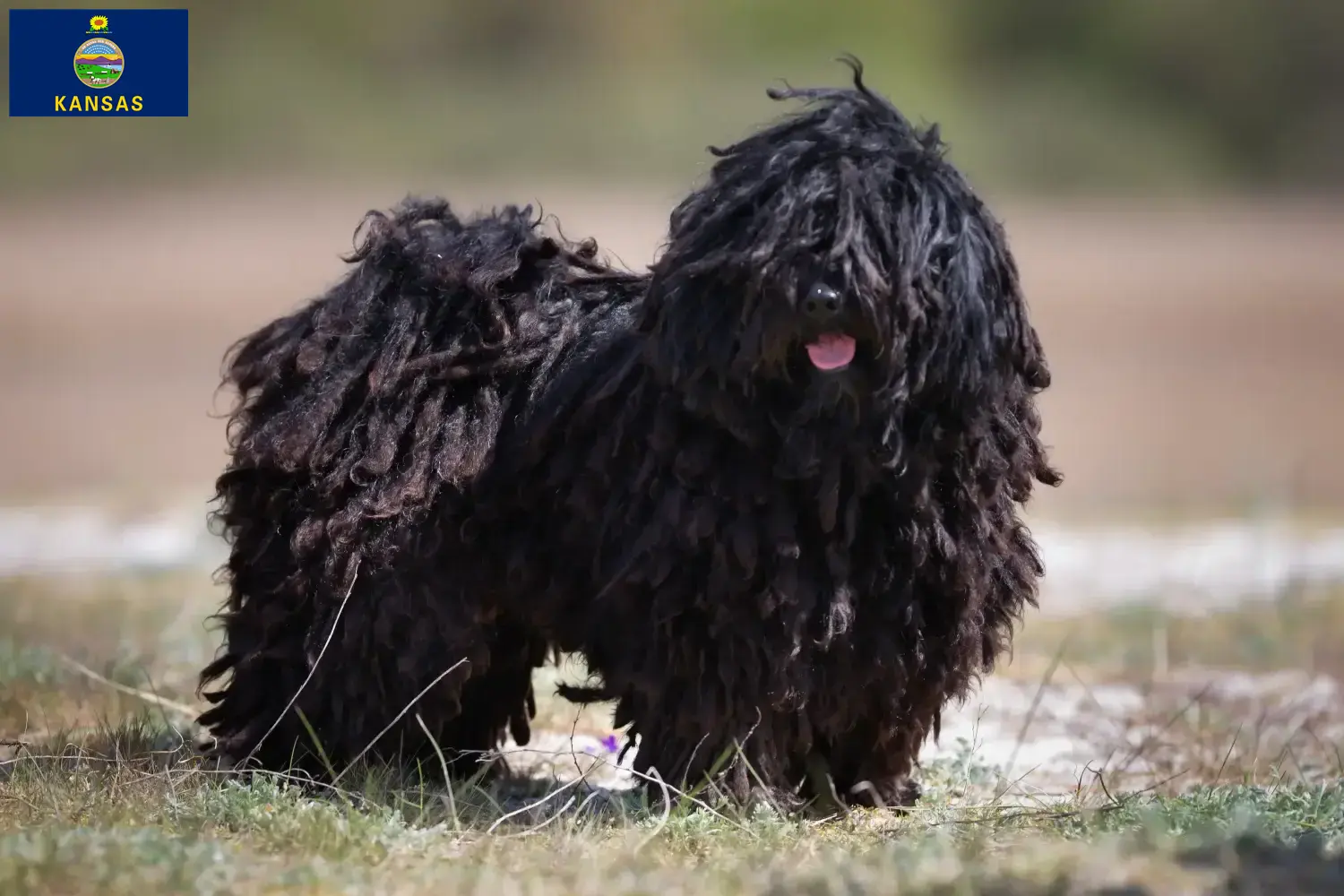 Puli puppies and breeder Kansas Here you can find Pulis breeders in Kansas.