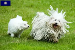 Read more about the article Puli breeders and puppies in Kentucky