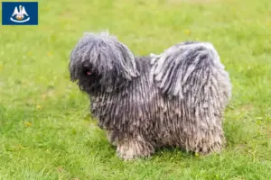 Read more about the article Puli breeders and puppies in Louisiana