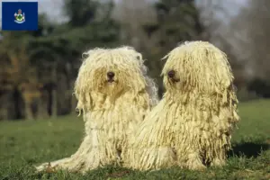 Read more about the article Puli breeders and puppies in Maine