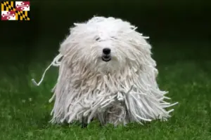 Read more about the article Puli breeders and puppies in Maryland