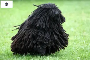 Read more about the article Puli breeders and puppies in Massachusetts