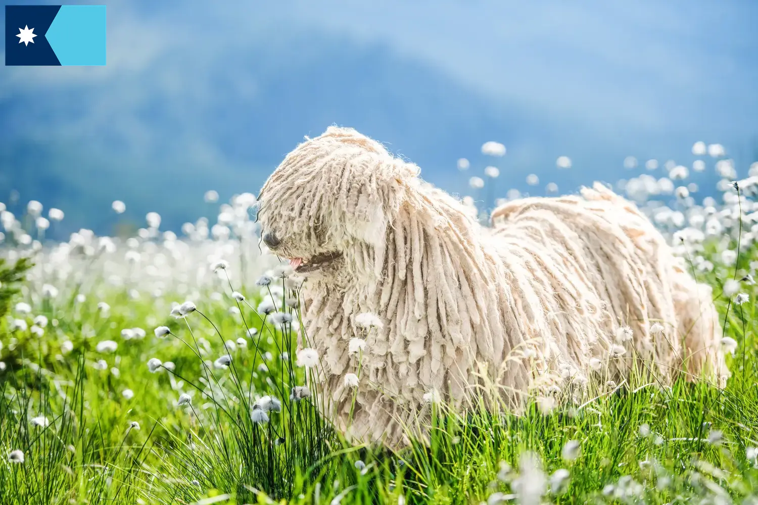 Puli puppies and breeders Minnesota Here you can find Pulis breeders in Minnesota.