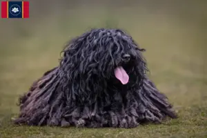 Read more about the article Puli breeders and puppies in Mississippi