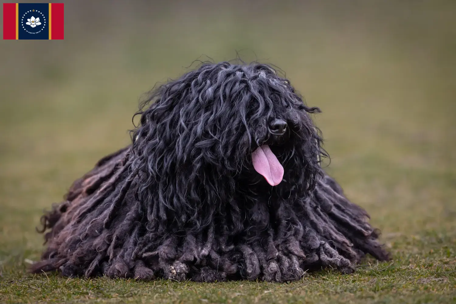 Puli puppies and breeder Mississippi Here you can find Pulis breeders in Mississippi.