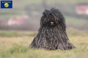 Read more about the article Puli breeders and puppies in Montana