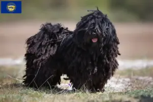 Read more about the article Puli breeders and puppies in Nebraska