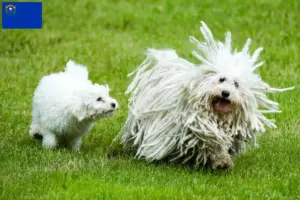 Read more about the article Puli breeders and puppies in Nevada