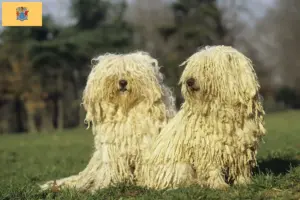 Read more about the article Puli breeders and puppies in New Jersey