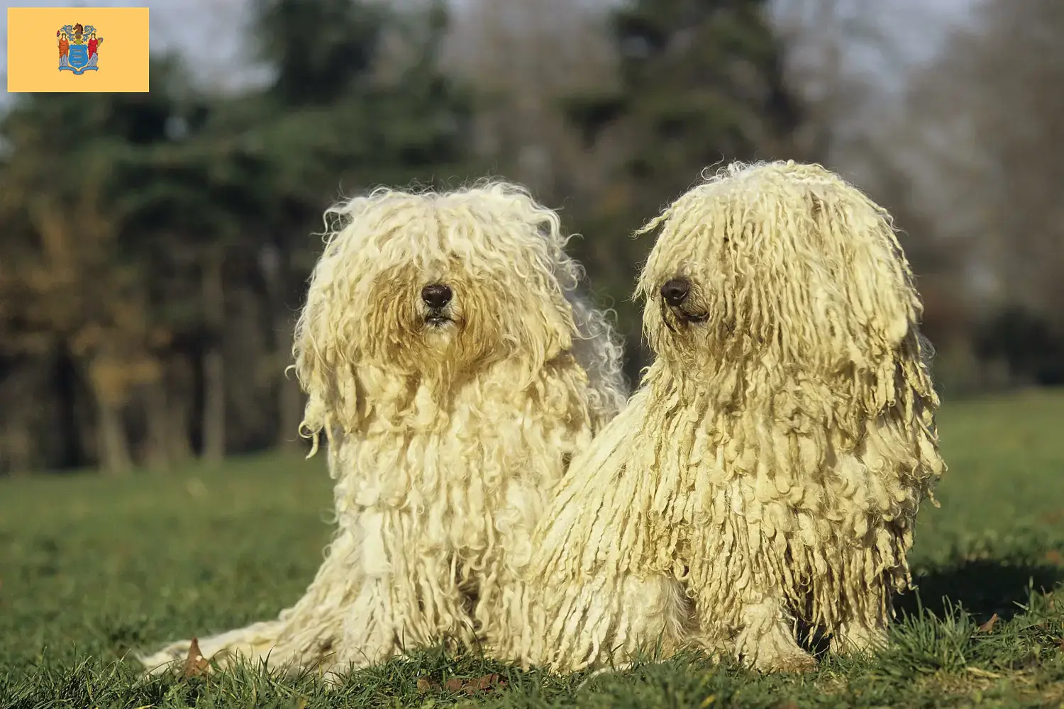 Puli puppies and breeders New Jersey Here you can find Pulis breeders in New Jersey.