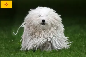 Read more about the article Puli breeders and puppies in New Mexico