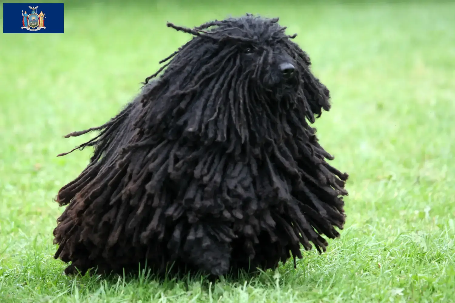 Read more about the article Puli breeders and puppies in New York