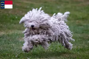 Read more about the article Puli breeders and puppies in North Carolina