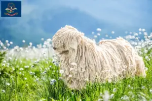 Read more about the article Puli breeders and puppies in North Dakota