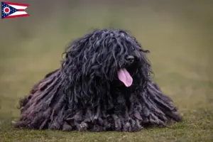Read more about the article Puli breeders and puppies in Ohio