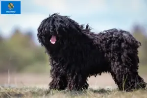 Read more about the article Puli breeders and puppies in Oklahoma