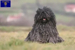 Read more about the article Puli breeders and puppies in Oregon