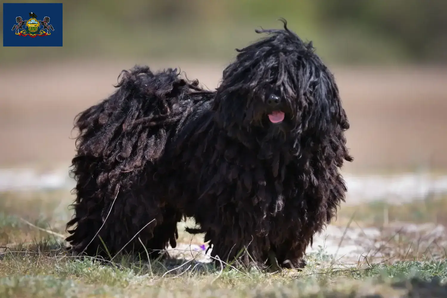Read more about the article Puli breeders and puppies in Pennsylvania