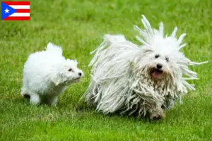 Read more about the article Puli breeders and puppies in Puerto Rico