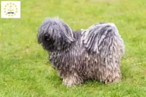 Read more about the article Puli breeders and puppies in Rhode Island