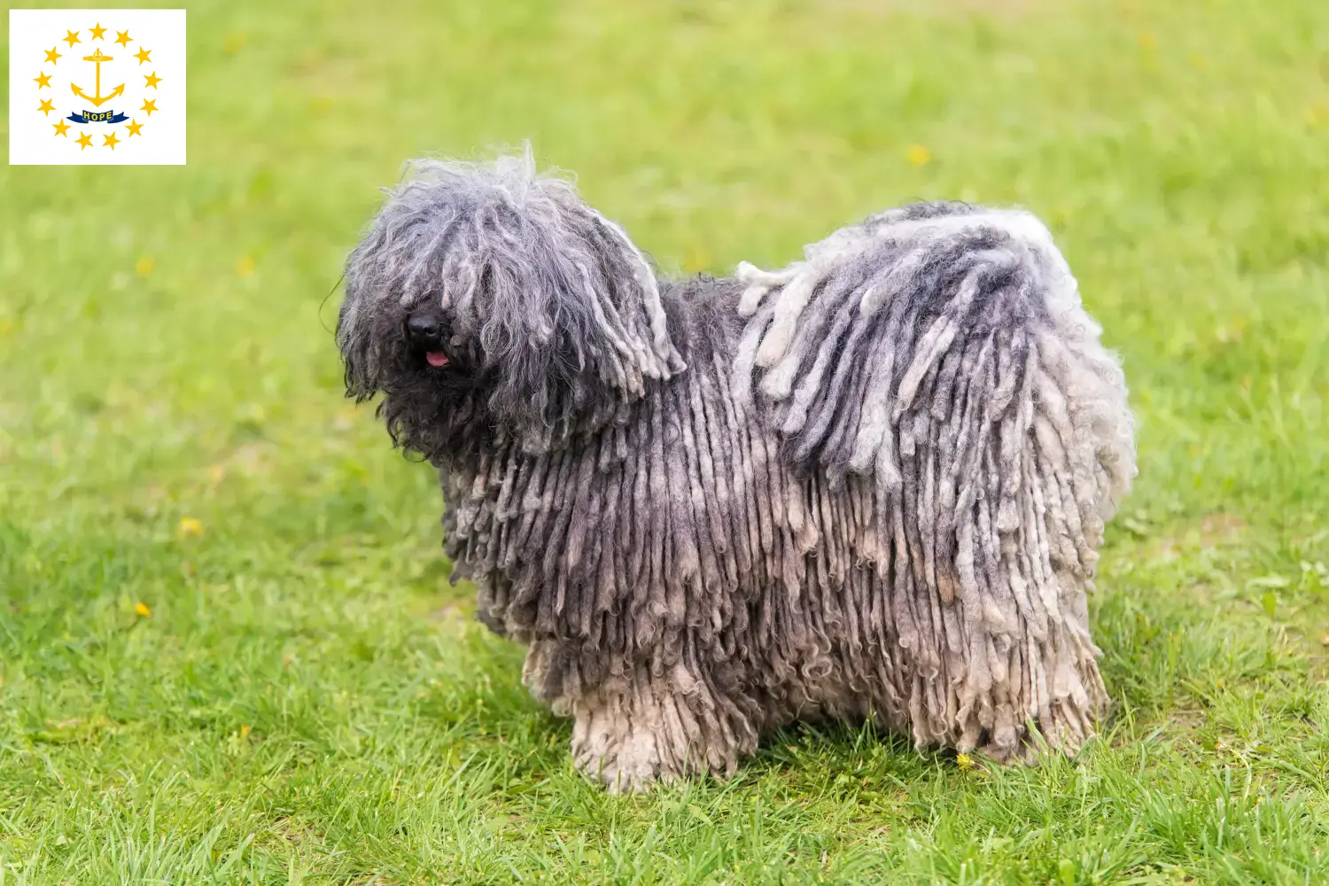 Puli puppies and breeders Rhode Island Here you can find Pulis breeders in Rhode Island.
