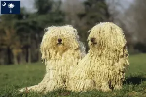 Read more about the article Puli breeders and puppies in South Carolina