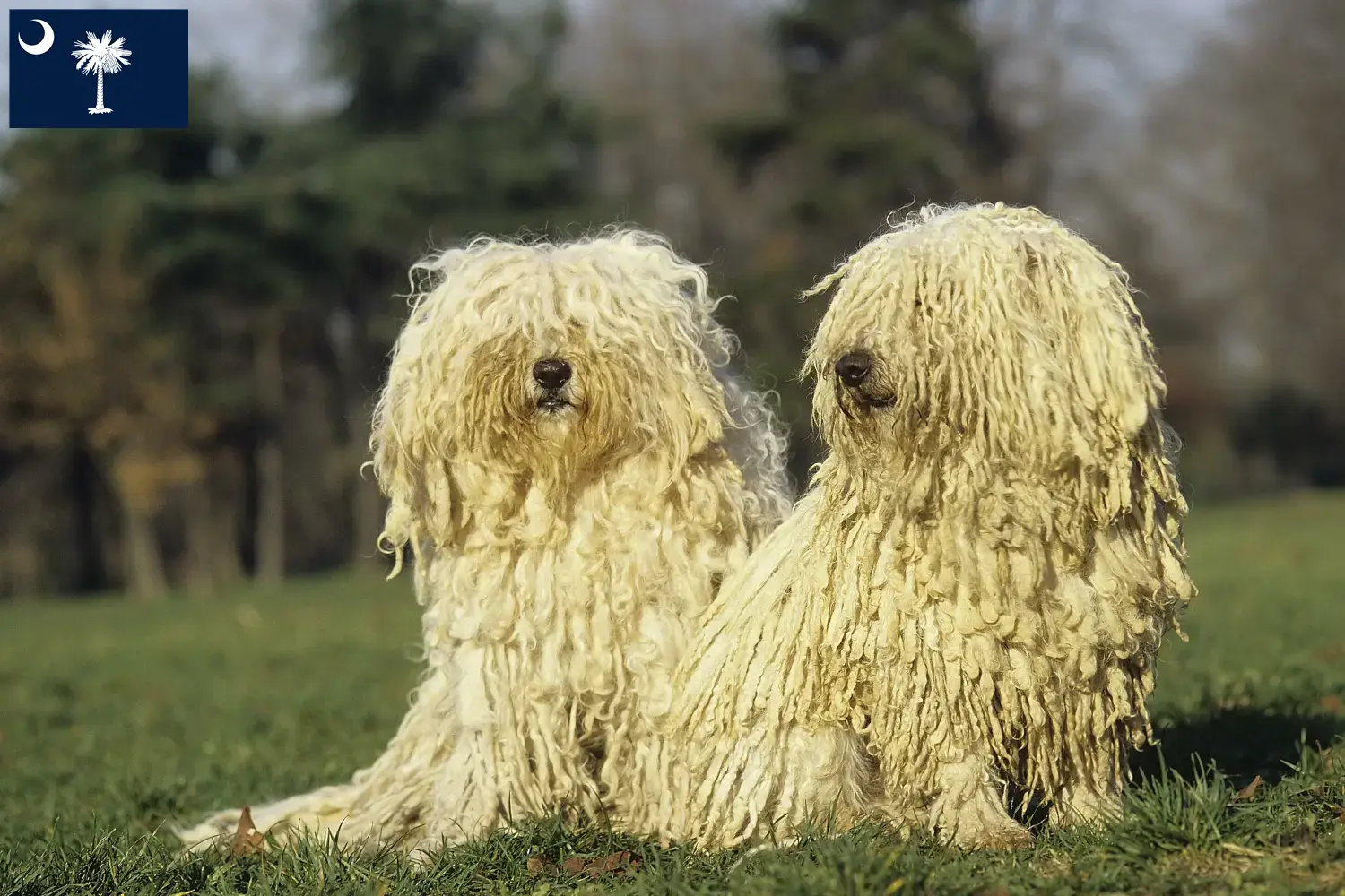 Read more about the article Puli breeders and puppies in South Carolina