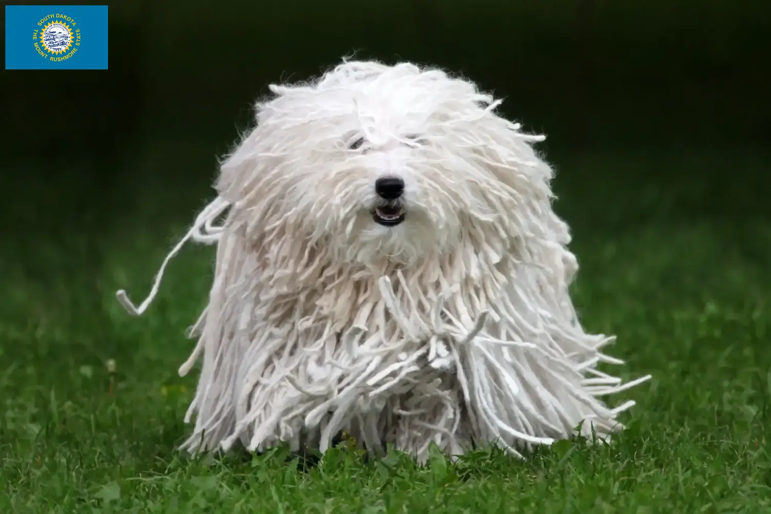 Read more about the article Puli breeders and puppies in South Dakota