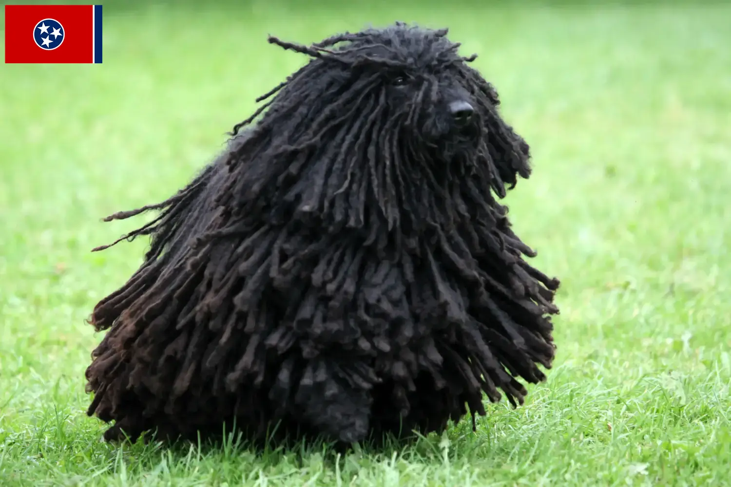 Read more about the article Puli breeders and puppies in Tennessee