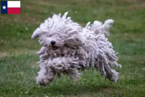 Read more about the article Puli breeders and puppies in Texas