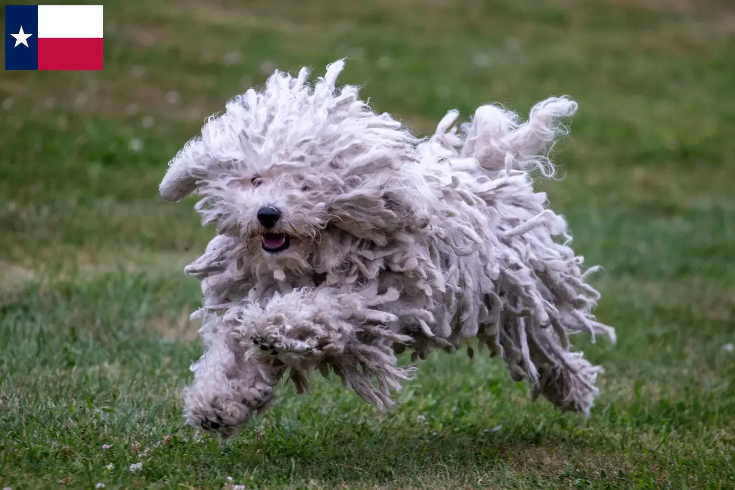 Read more about the article Puli breeders and puppies in Texas
