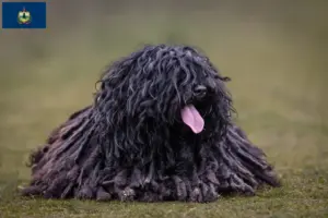 Read more about the article Puli breeders and puppies in Vermont