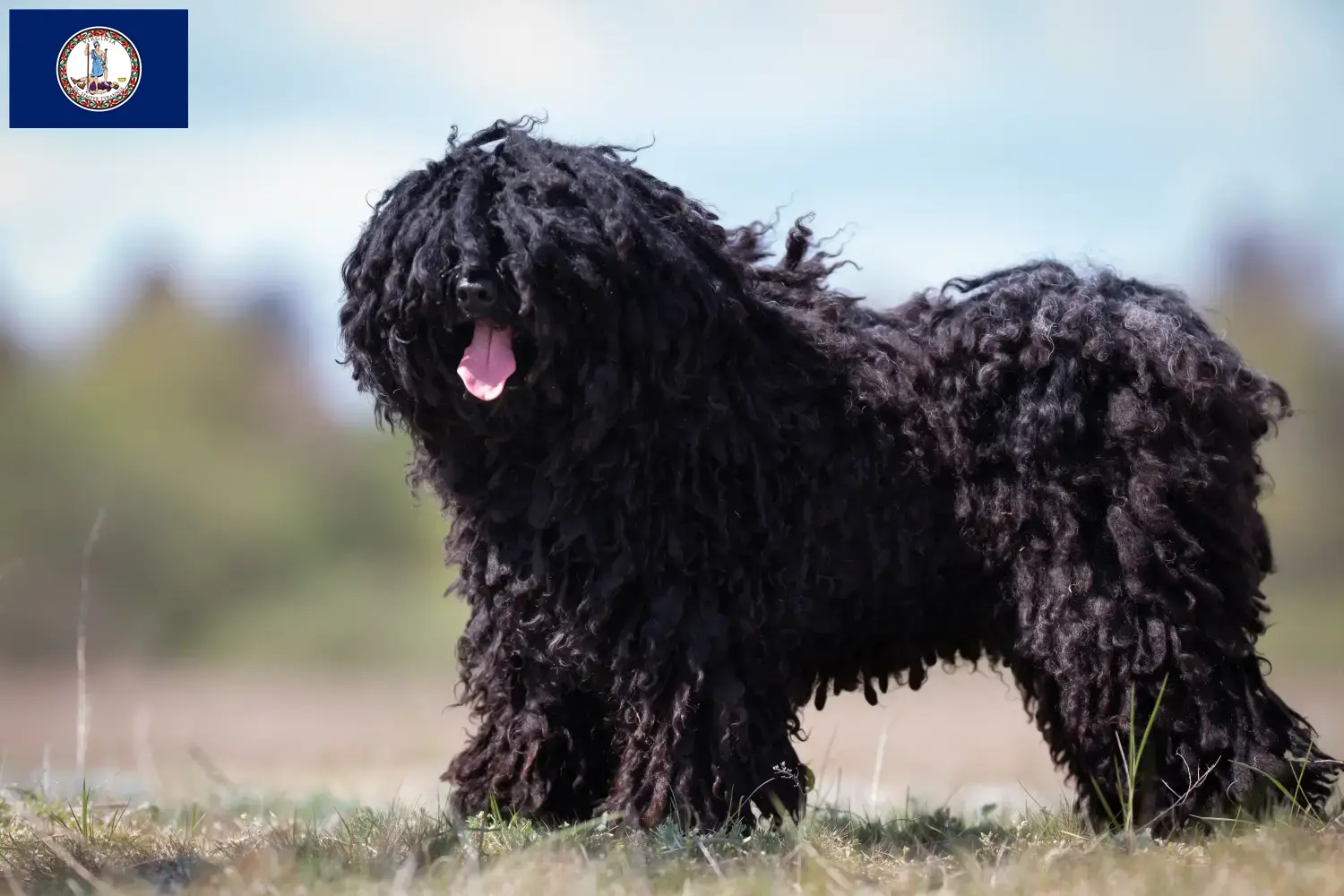 Read more about the article Puli breeders and puppies in Virginia