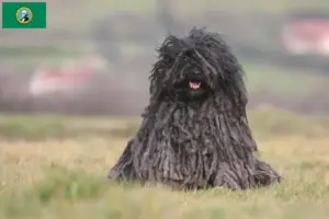 Read more about the article Puli breeders and puppies in Washington