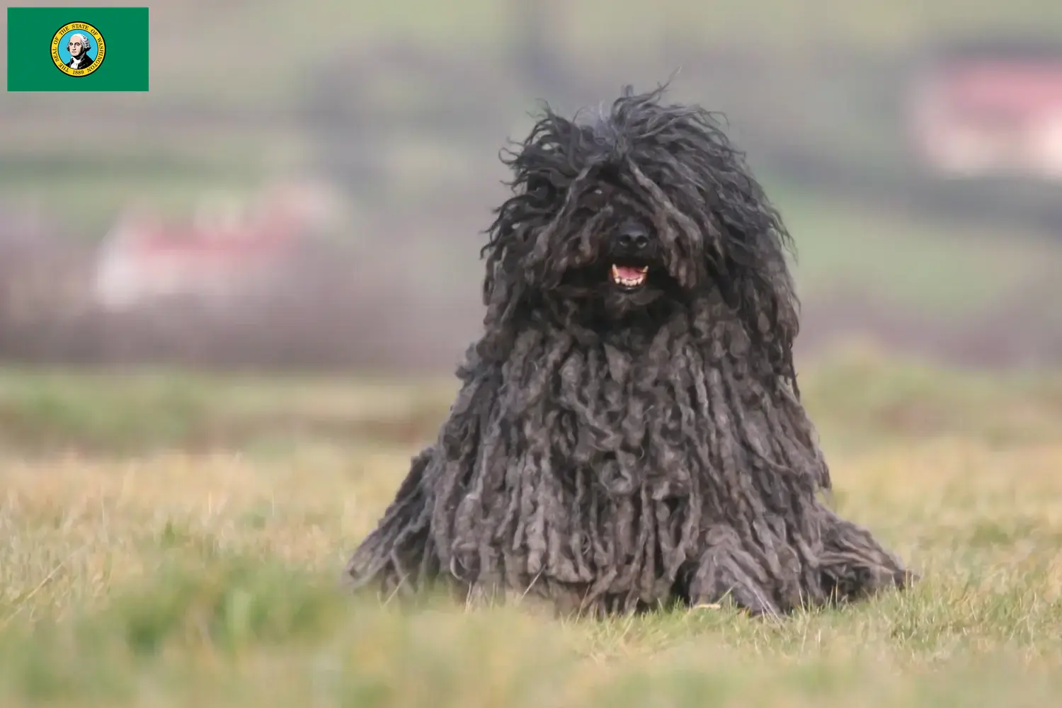 Read more about the article Puli breeders and puppies in Washington
