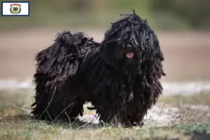Read more about the article Puli breeders and puppies in West Virginia