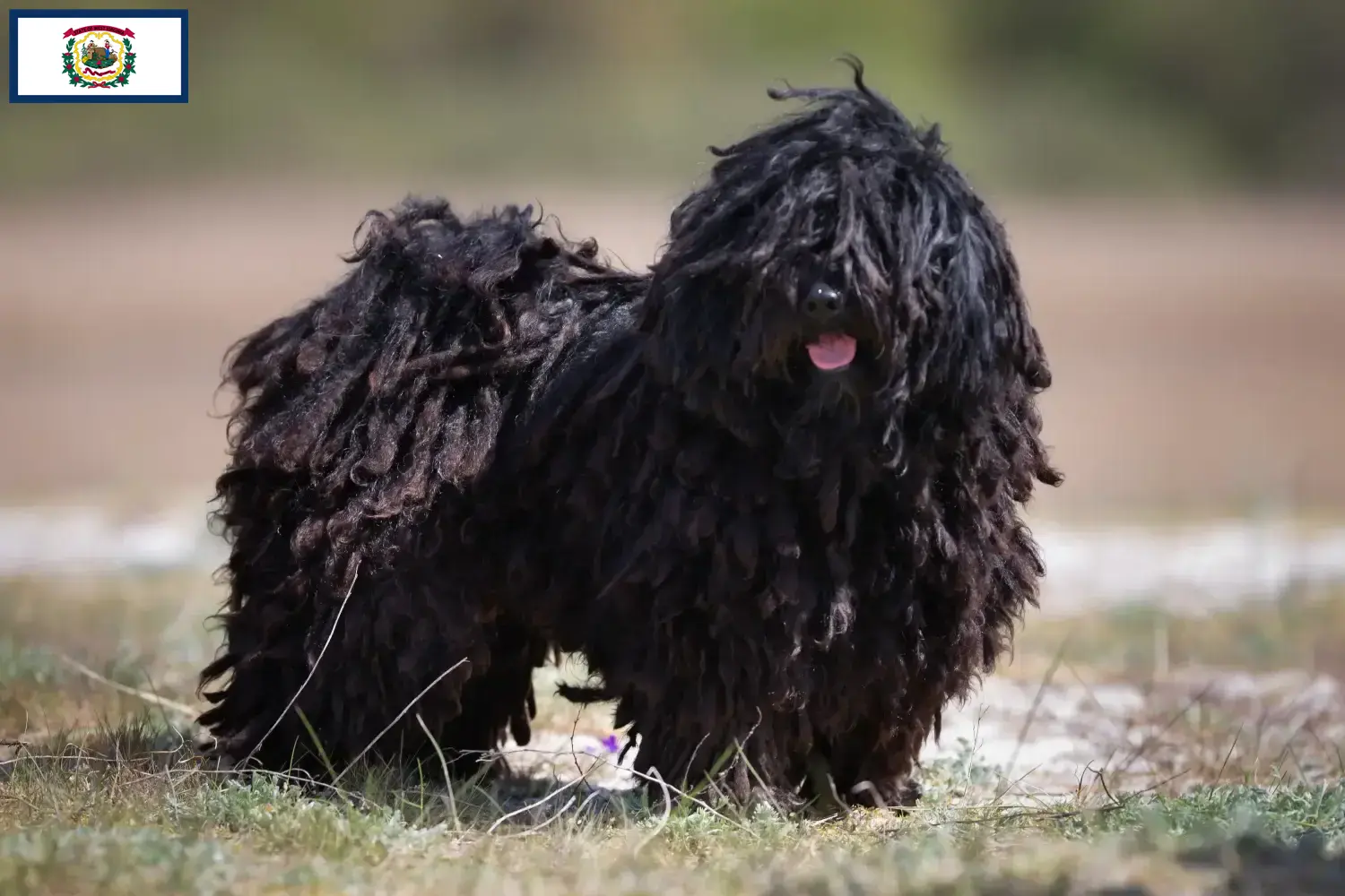 Read more about the article Puli breeders and puppies in West Virginia