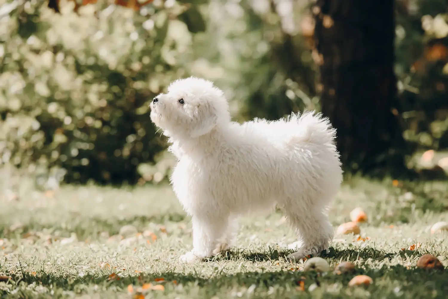 Buying a Puli puppy means taking responsibility! Buy Puli puppies.