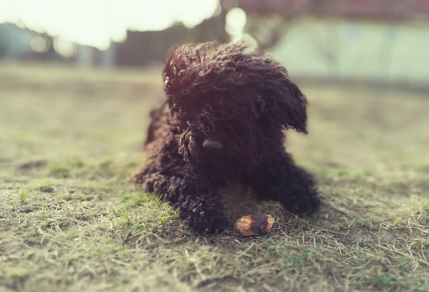 Buying a Puli puppy means taking responsibility! Buy Puli puppies.