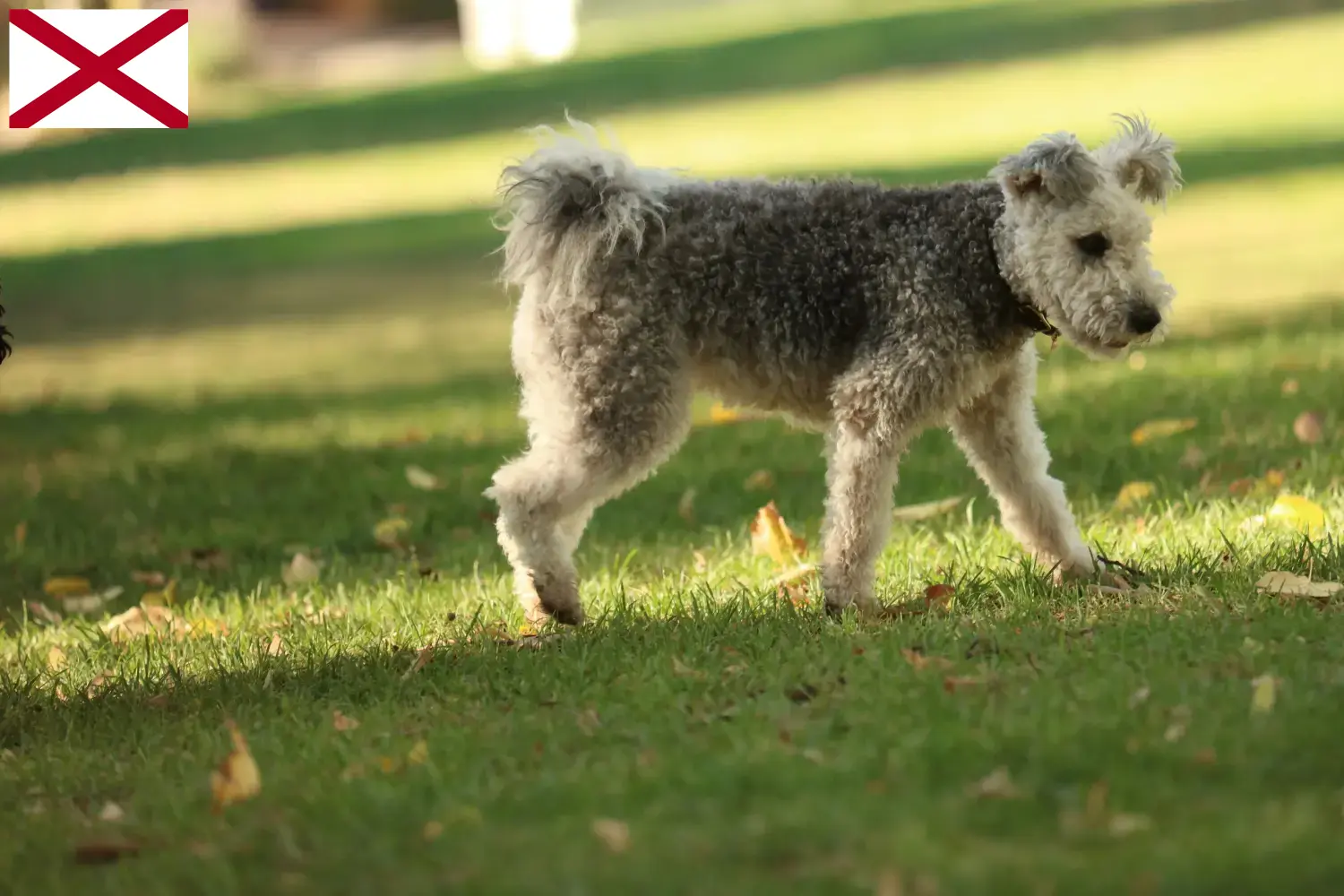 Pumi puppies and breeder Alabama Here you can find Pumis breeders in Alabama.