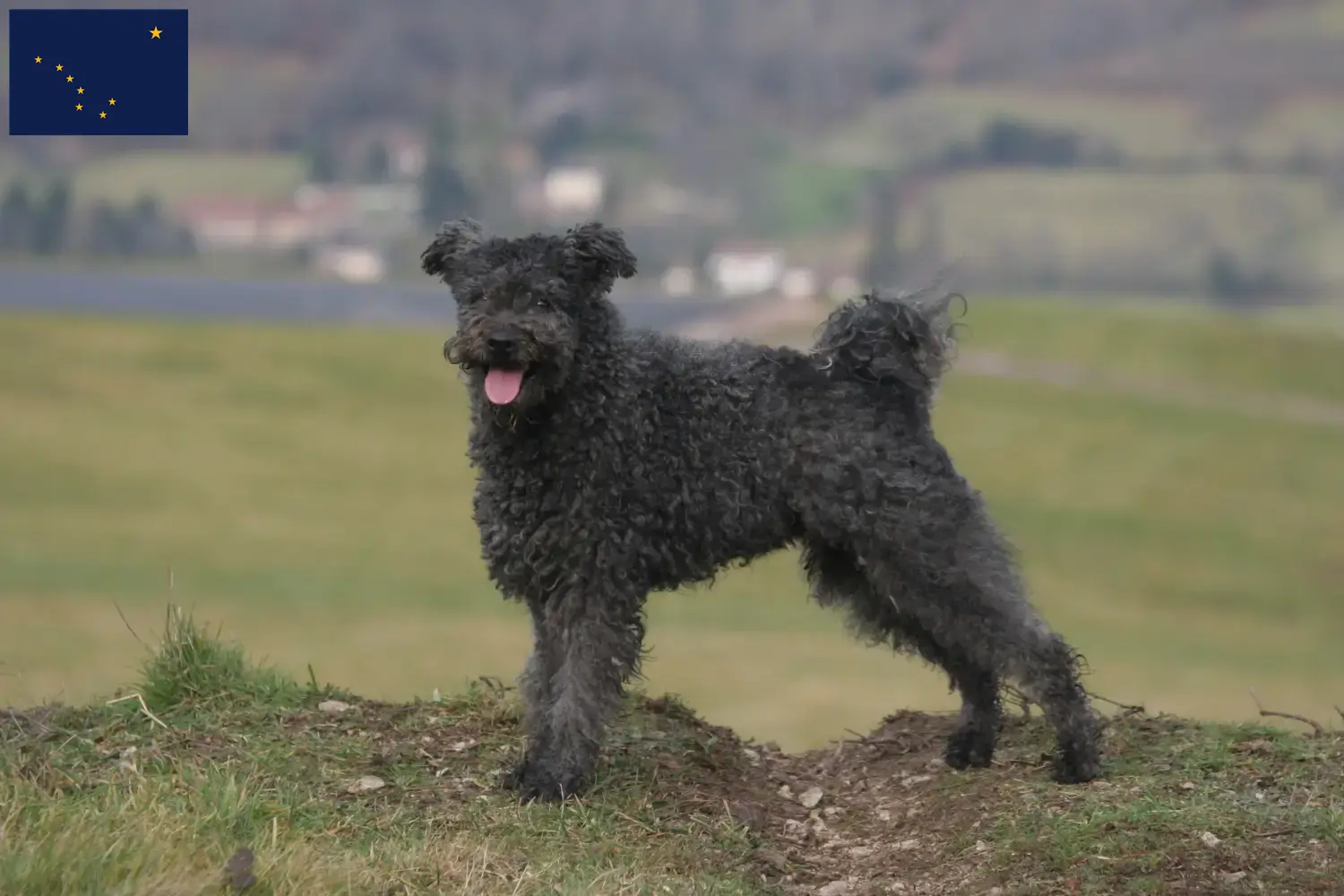 Pumi puppies and breeder Alaska Here you can find Pumis breeders in Alaska.