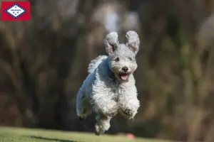 Read more about the article Pumi breeders and puppies in Arkansas