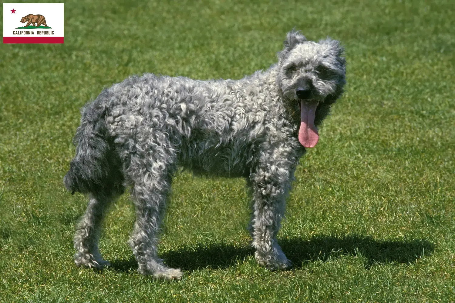 Pumi puppies and breeder California Here you can find Pumis breeders in California.