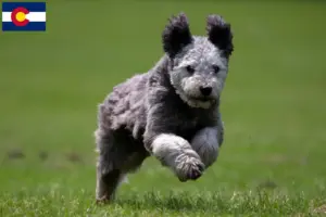 Read more about the article Pumi breeders and puppies in Colorado