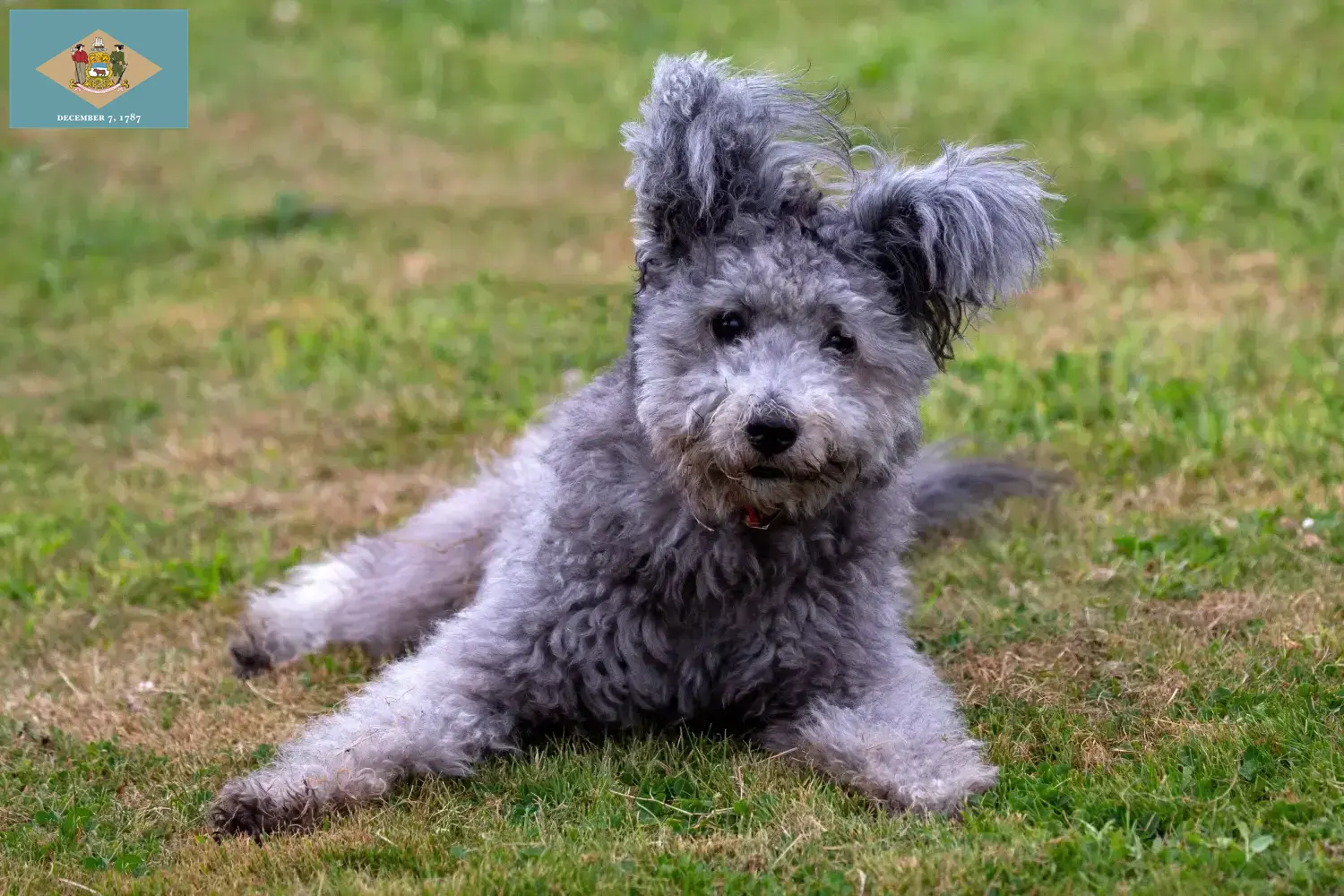 Pumi puppies and breeder Delaware Here you can find Pumis breeders in Delaware.