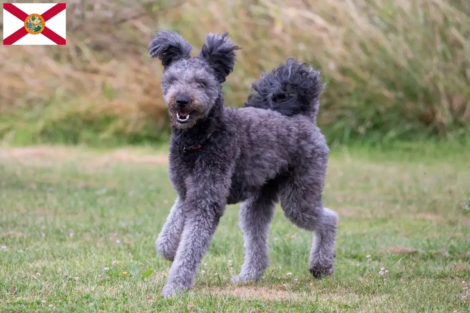 Pumi puppies and breeders Florida Here you can find Pumis breeders in Florida.