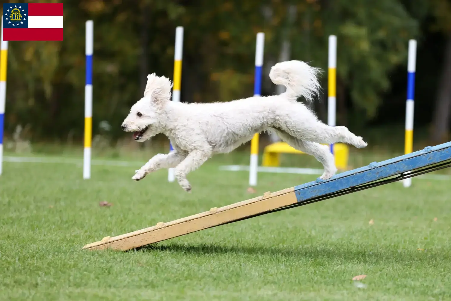 Pumi puppies and breeder Georgia Here you can find Pumis breeders in Georgia.