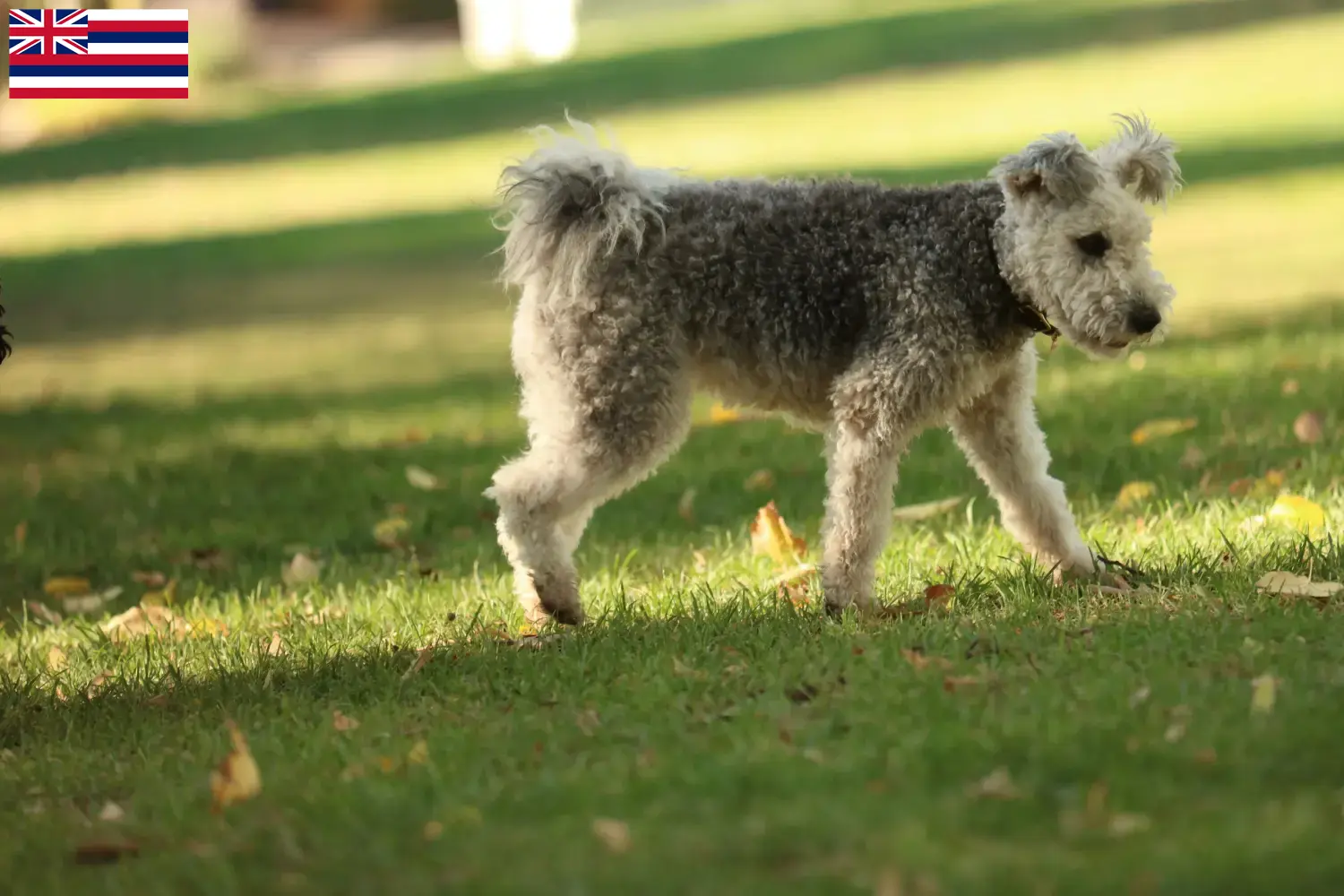 Pumi puppies and breeder Hawaii Here you can find Pumi breeders in Hawaii.