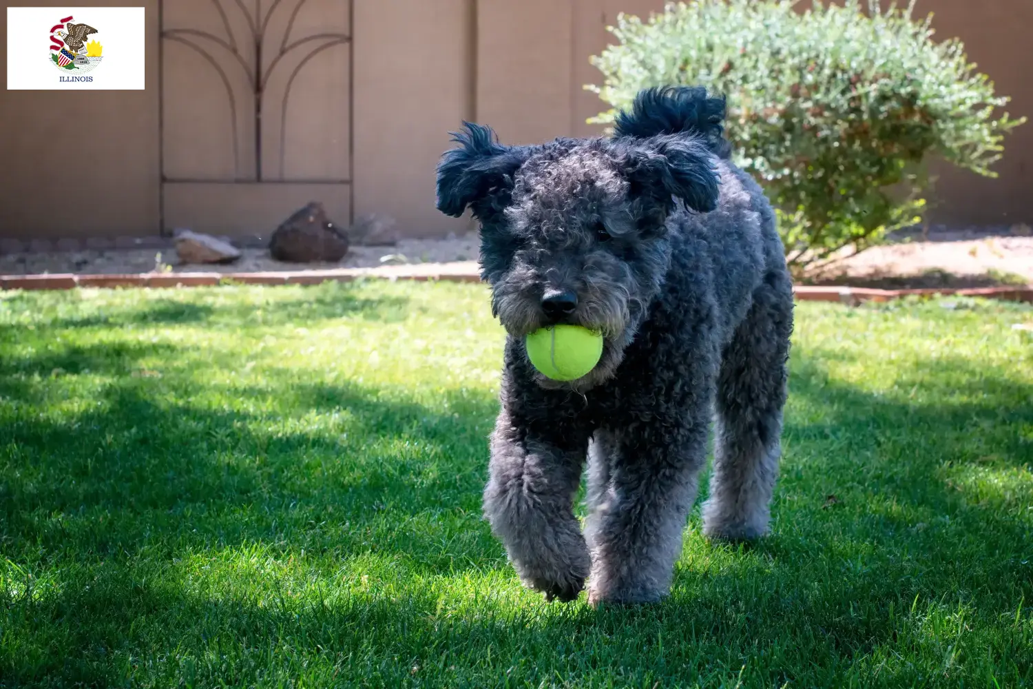 Pumi puppies and breeders Illinois Here you can find Pumis breeders in Illinois.