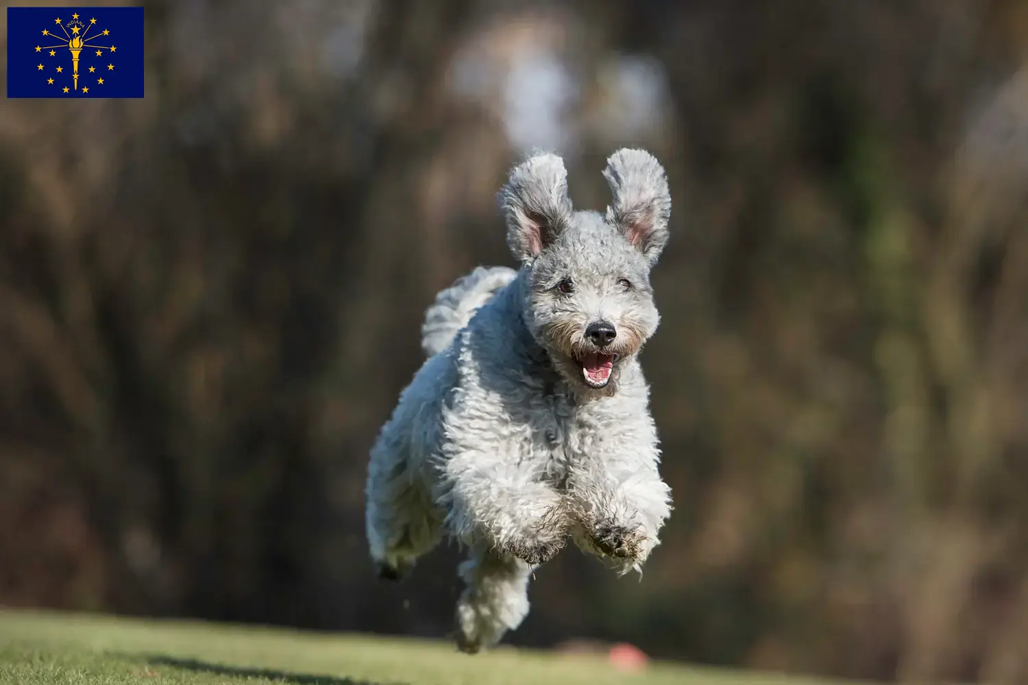 Pumi puppies and breeder Indiana Here you can find Pumis breeders in Indiana.